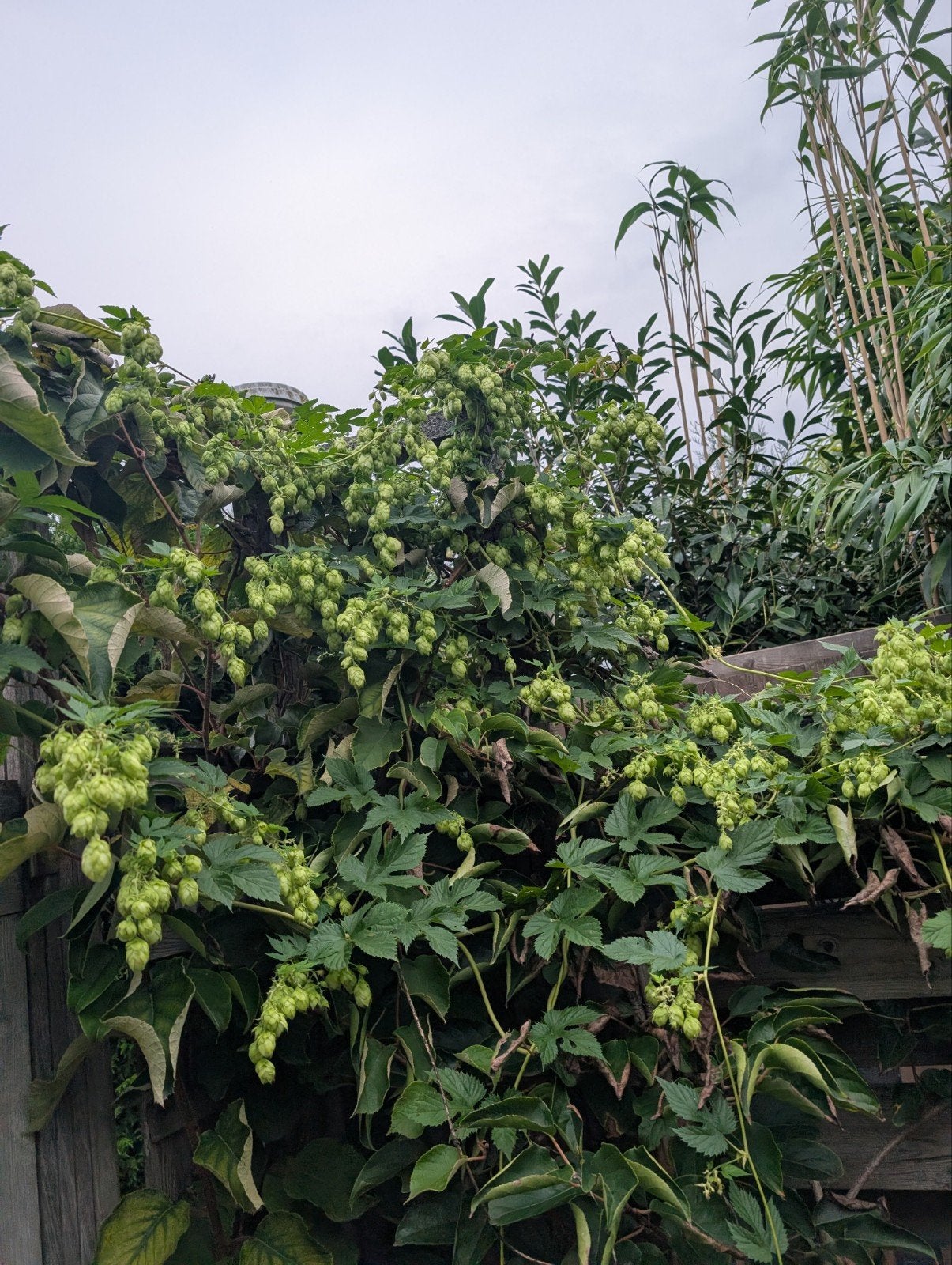 Hop, Tuin en Terras, Planten | Bomen, Ophalen, Volle zon, Overige soorten
