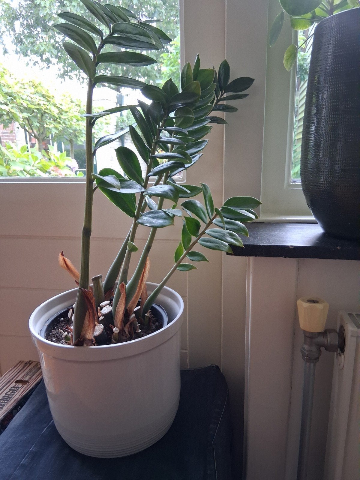 Gratis plant, met of zonder pot, Ophalen, Overige soorten, Halfschaduw, In pot