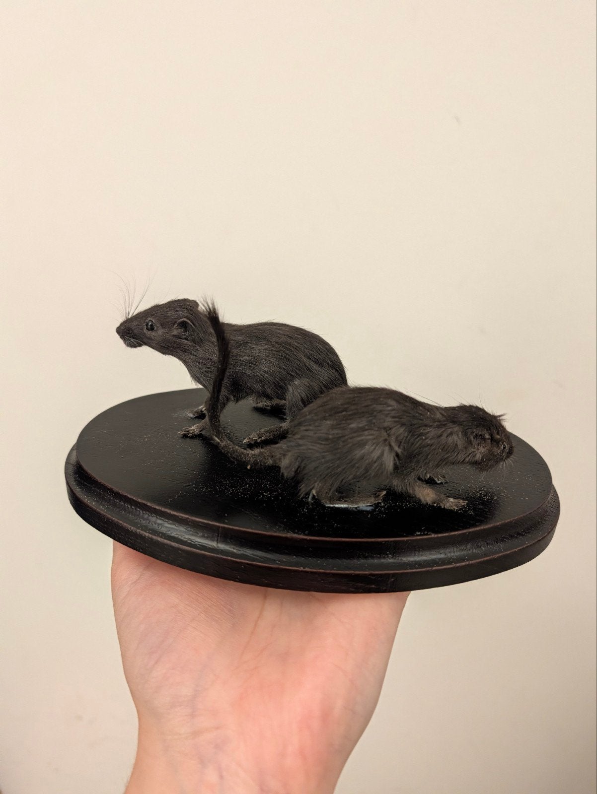 Twee kleine gerbil zusjes - Opgezette dieren, Ophalen of Verzenden