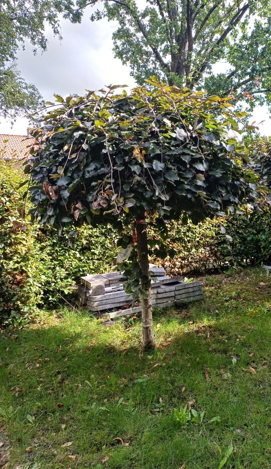 gratis  2 treur boompjes, 1.7 meter hoog, Tuin en Terras, Ophalen, Treurboom, 100 tot 250 cm
