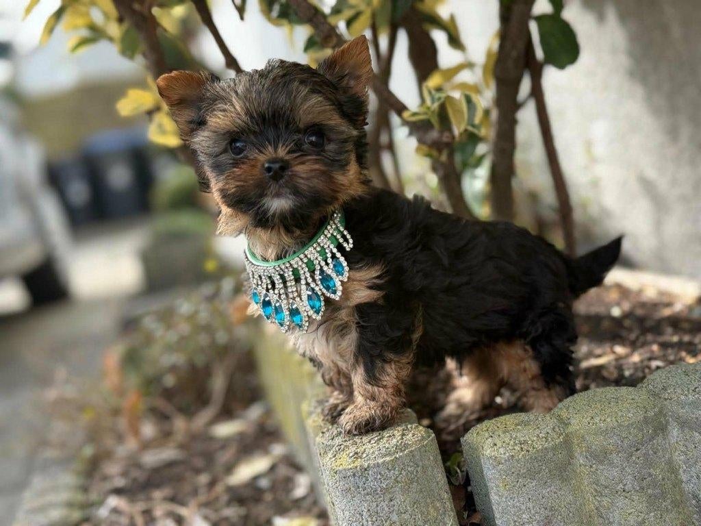 Yorkshire Terrier puppy black and tan mannetje, Dieren en Toebehoren, Honden | Jack Russells en Terriërs, Yorkshire Terriër, Fokker | Hobbymatig