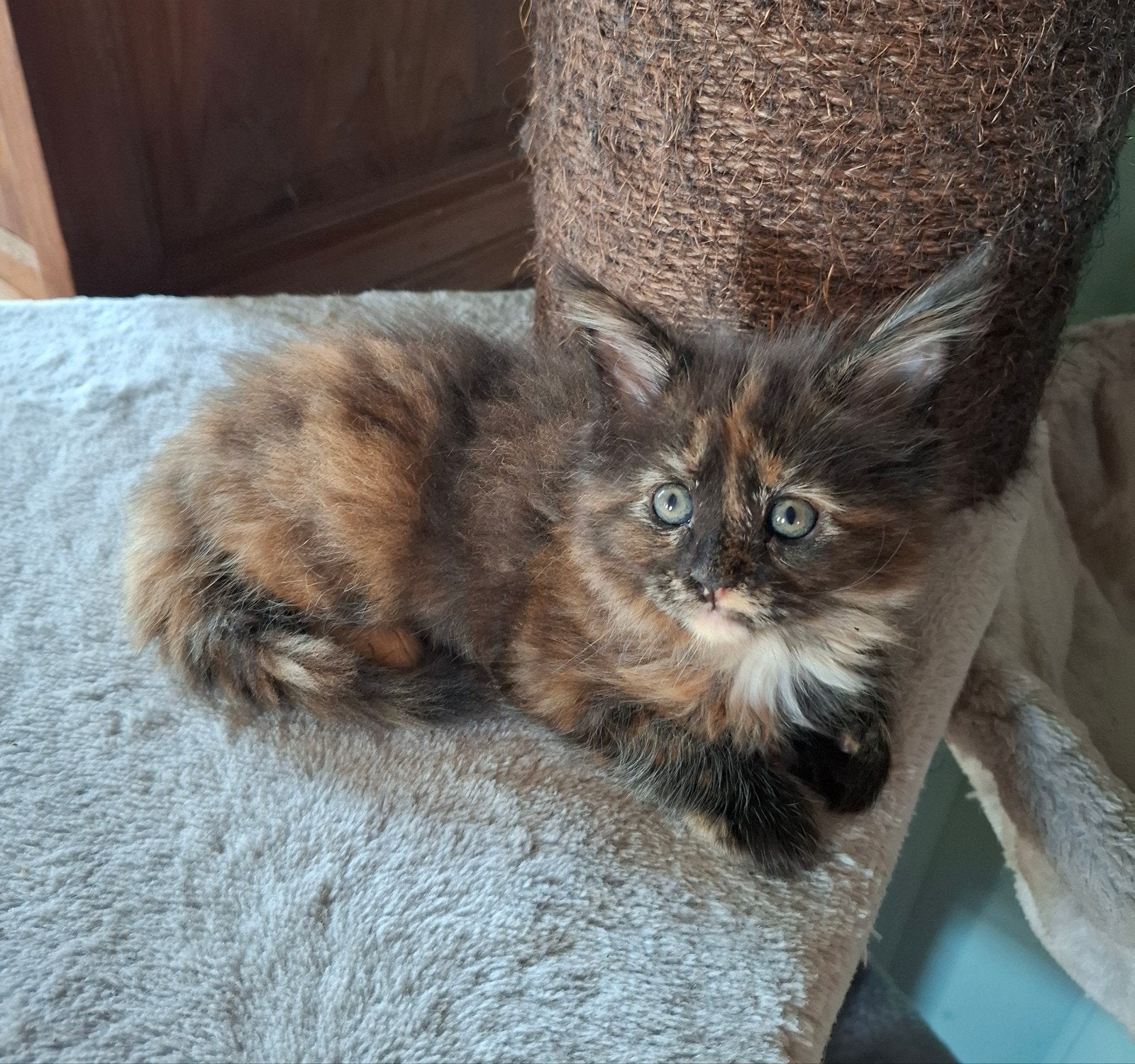 Mooie, lieve maine coon kittens, Meerdere dieren, Met stamboom, 0 tot 2 jaar