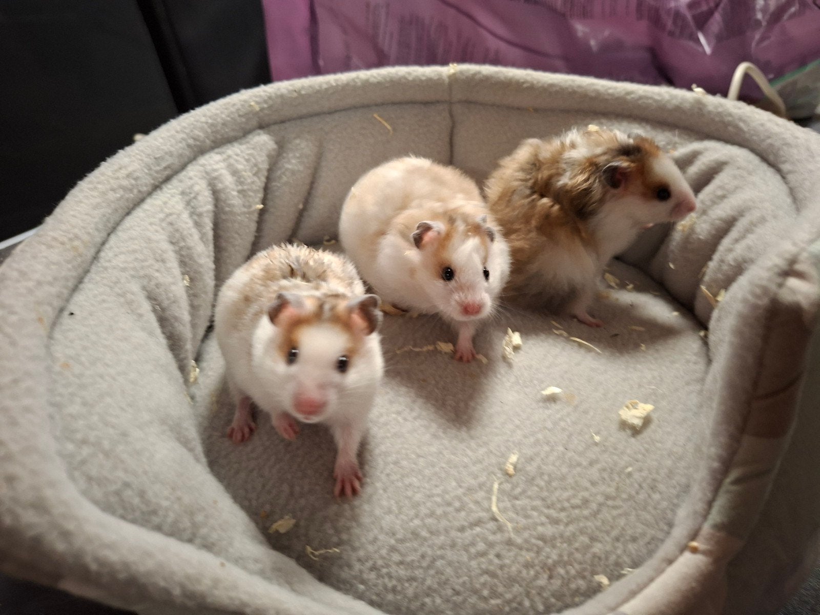 5 tamme en lieve goudhamster dames, Hamster, Augustus, Vrouwelijk, Tam