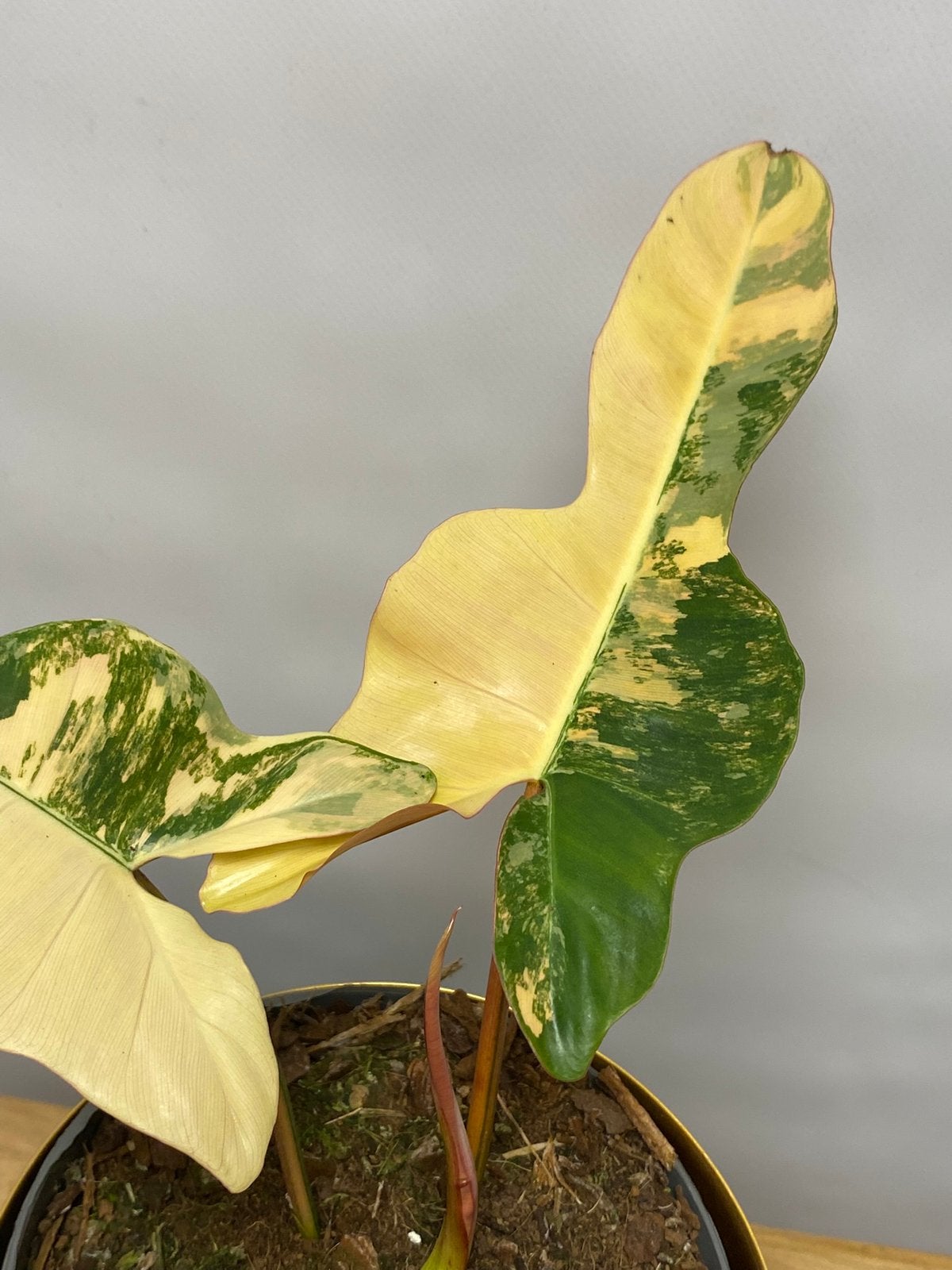Philodendron Brown Beauty Variegata, Huis en Inrichting, Kamerplanten, Ophalen of Verzenden, Halfschaduw, Minder dan 100 cm