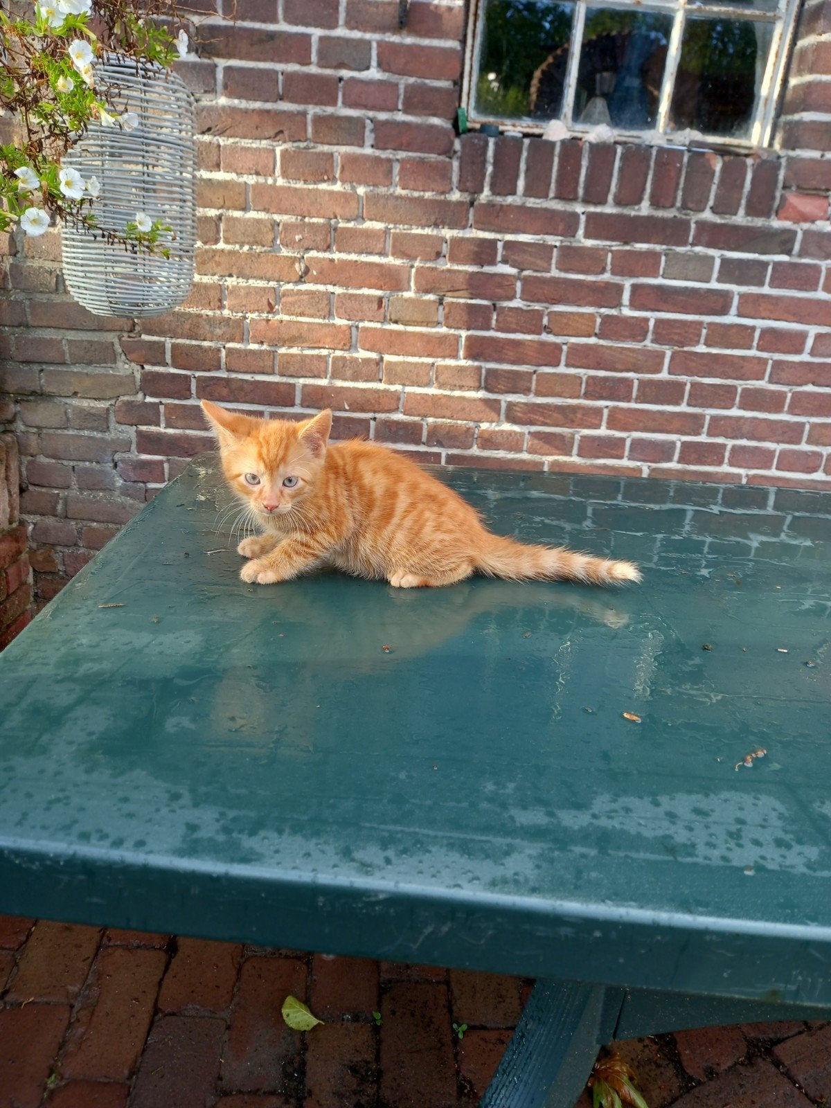 Boerderijkatjes 2 gele katertjes, Dieren en Toebehoren, Katten en Kittens | Overige Katten, Meerdere dieren