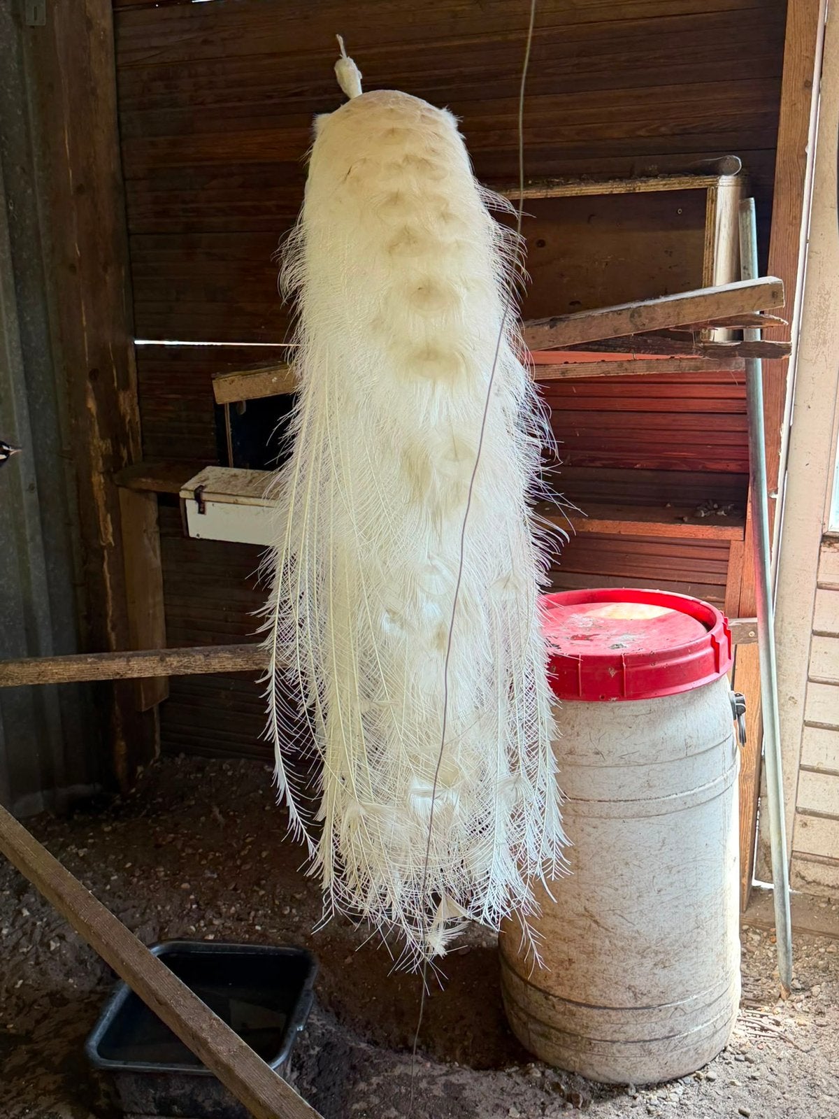 Te koop 3 pauwen en 5 fazanten, Dieren en Toebehoren, Ophalen of Verzenden, Overige typen