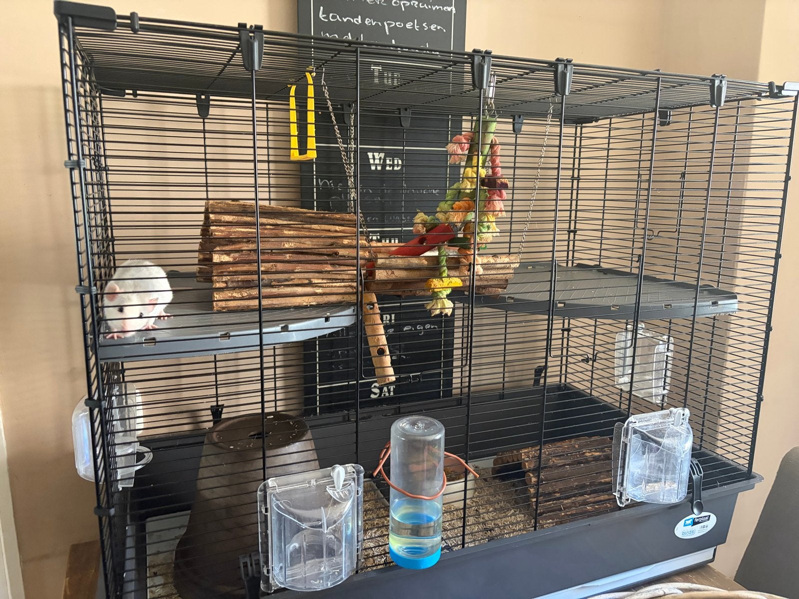 Tammen Ratten, Ophalen, Kooi, Minder dan 60 cm