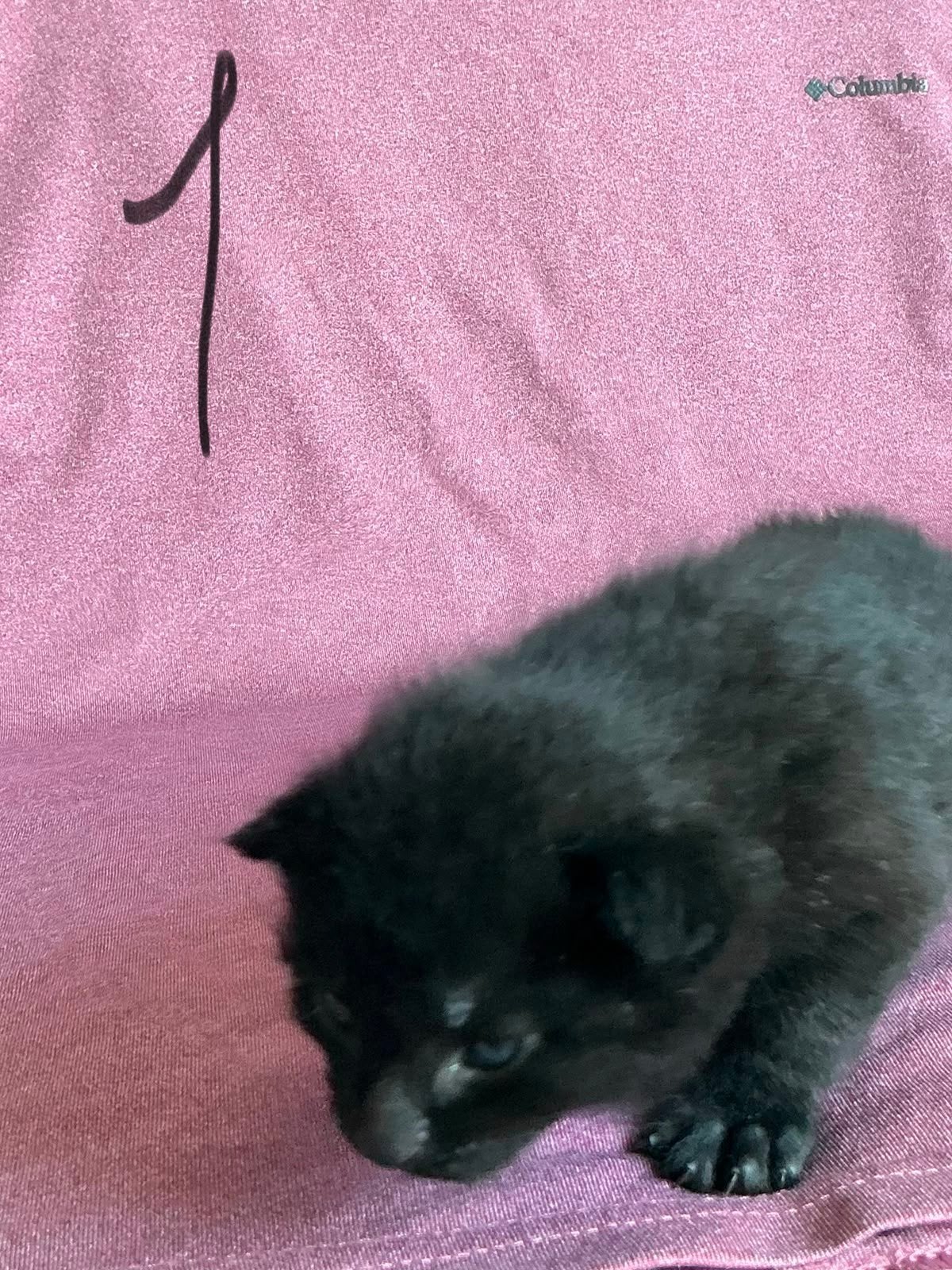 Lieve boerderijkittens zoeken een nieuw thuis!, Meerdere dieren, 0 tot 2 jaar