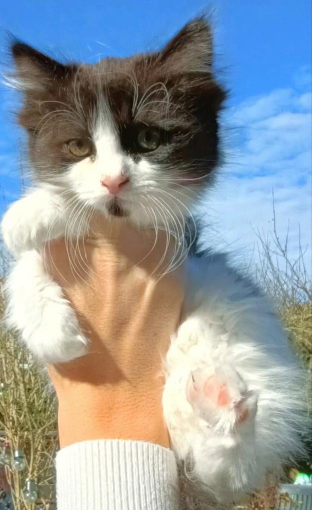Prachtige Langharige Ragdoll kittens volledig gevaccineerd, Meerdere dieren, Ontwormd, 0 tot 2 jaar