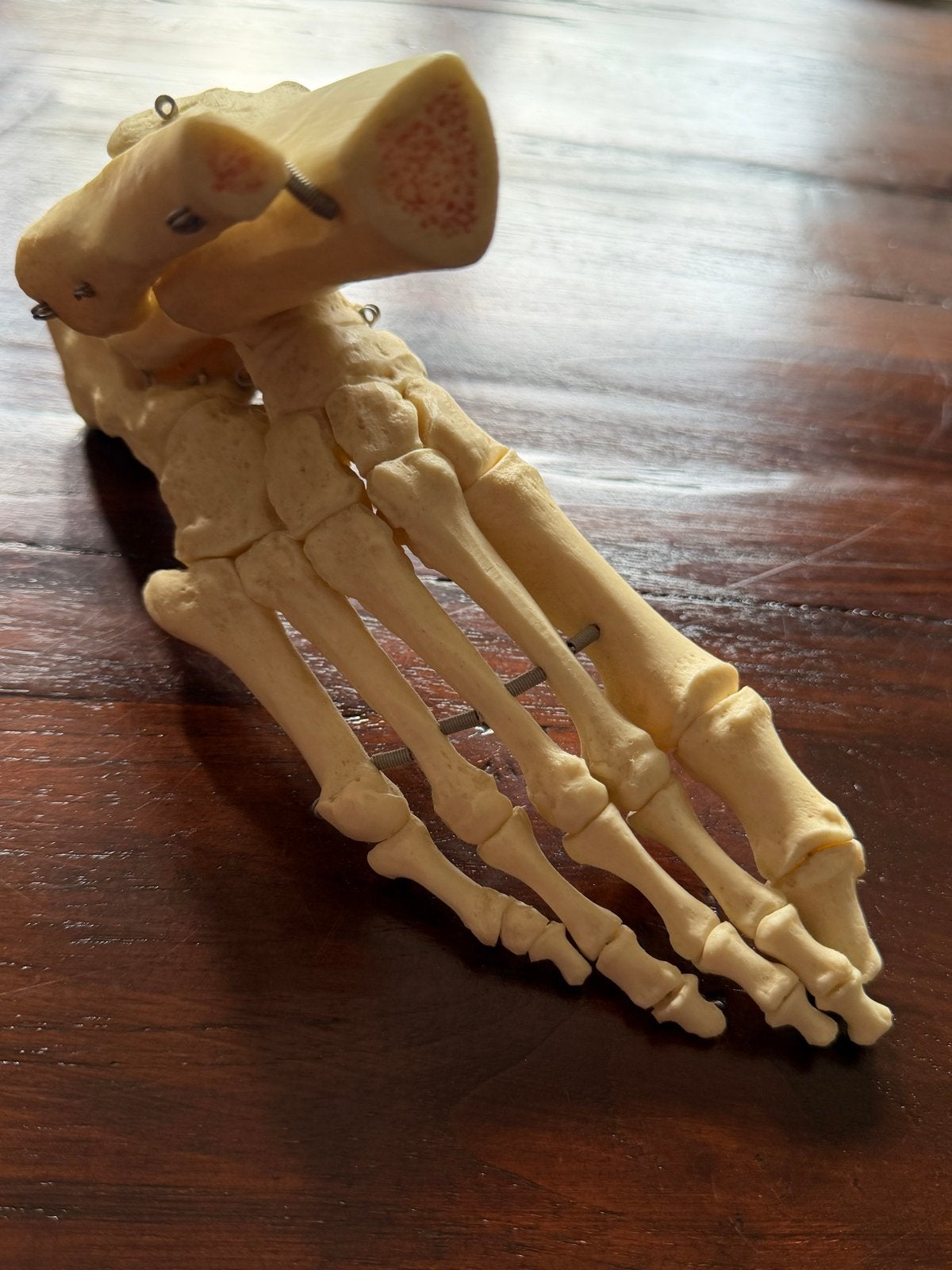 Anatomisch Voetmodel - Skelet van de Voet, Ophalen of Verzenden, Zo goed als nieuw