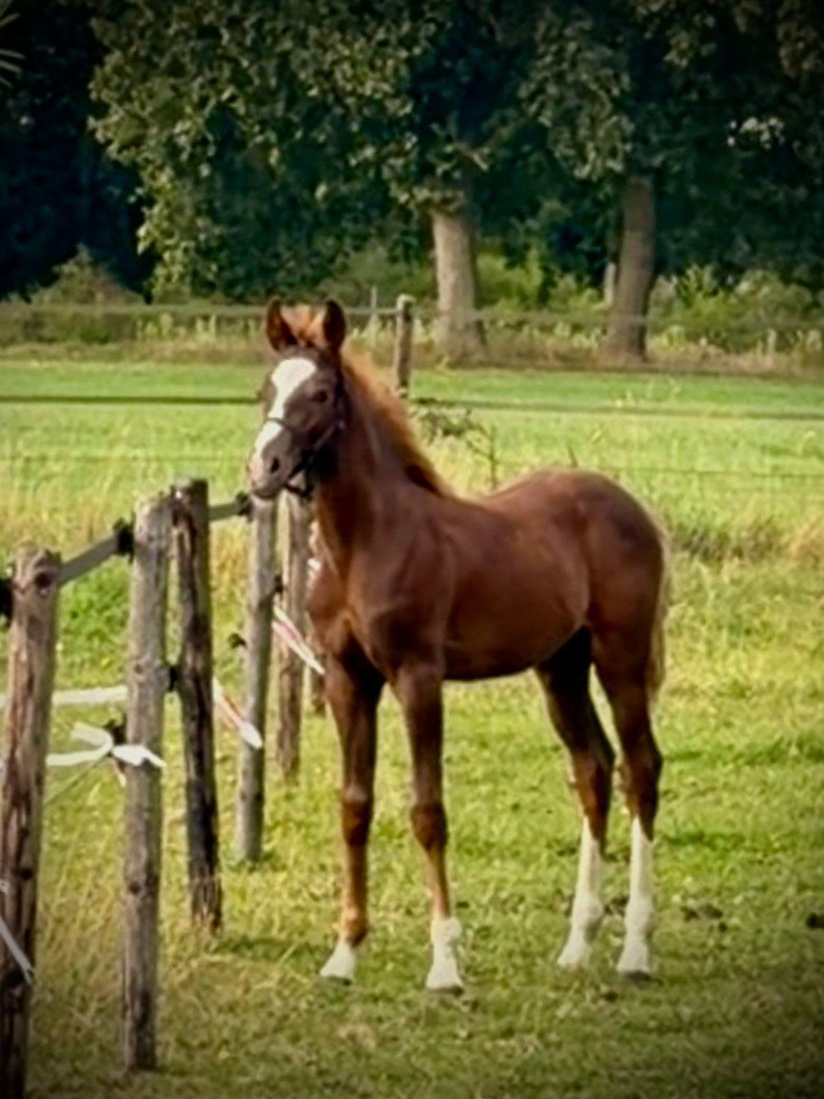 Prachtig NWR hengstveulen, Dieren en Toebehoren, Pony's, Met stamboom, Niet van toepassing, 0 tot 2 jaar, Hengst