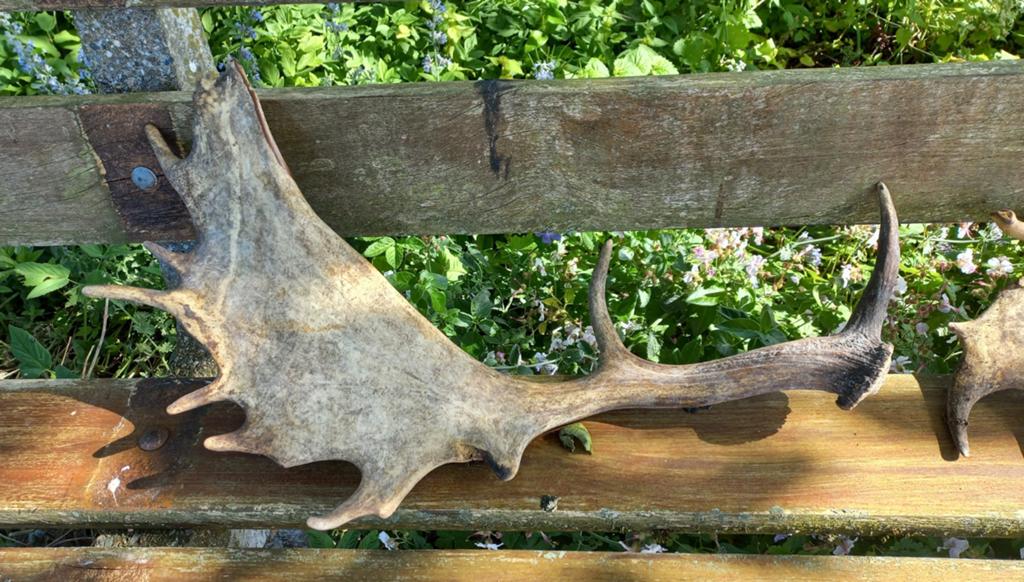 2 grote hertengeweien, Verzamelen, Dierenverzamelingen, Ophalen of Verzenden, Hert, Opgezet dier