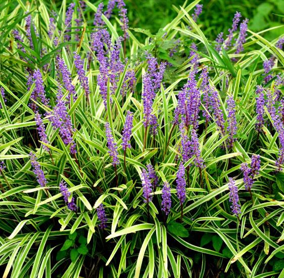 Tuinplanten - Liriope Moneymaker - Big Blue, Bodembedekkers, Vaste plant, Ophalen of Verzenden, Halfschaduw