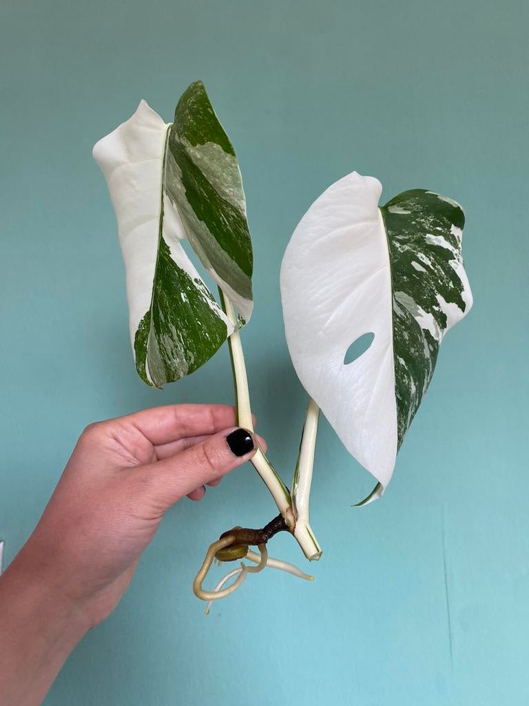 Topkwaliteit Half-moon Kopstek Monstera Albo Variegata, Ophalen, Halfschaduw, Minder dan 100 cm
