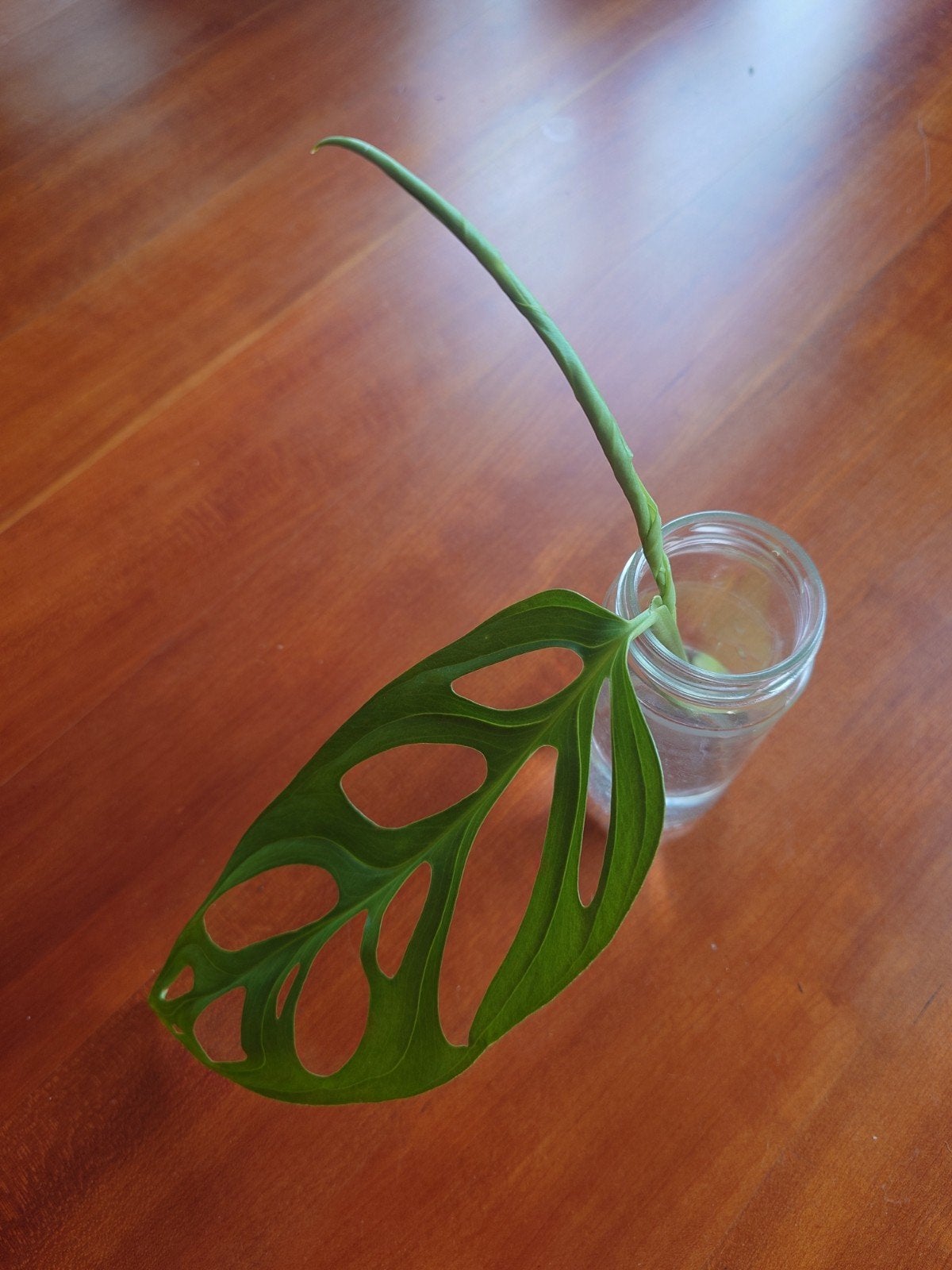 Monstera Esqueleto, Ophalen of Verzenden, Halfschaduw, Minder dan 100 cm