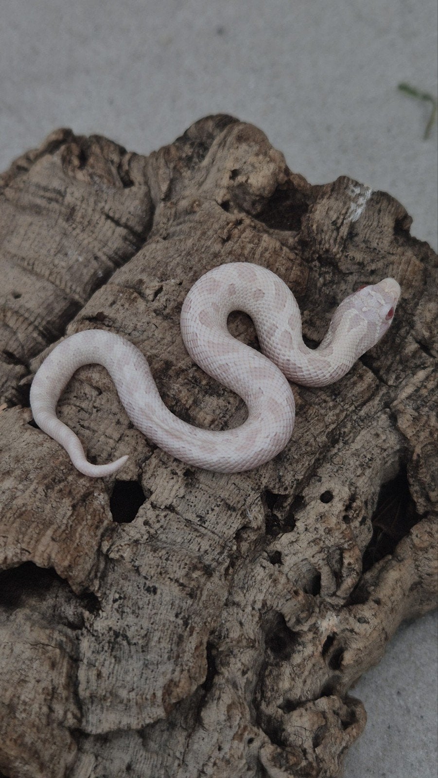 Haakneusslang Yeti (Snow conda) Hognose Snake photo 2