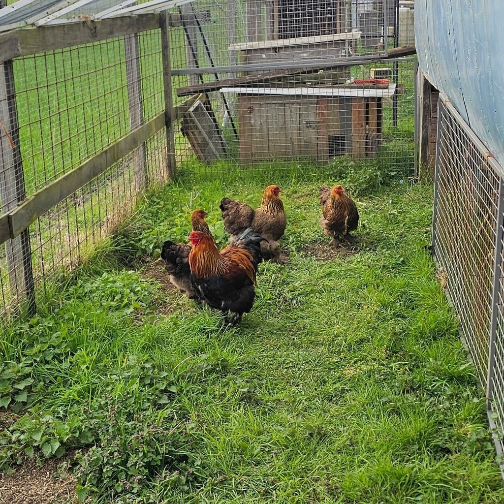Broedeieren brahma goud gezoomd, Dieren en Toebehoren, Pluimvee | Toebehoren, Ophalen of Verzenden, Nieuw, Overige typen