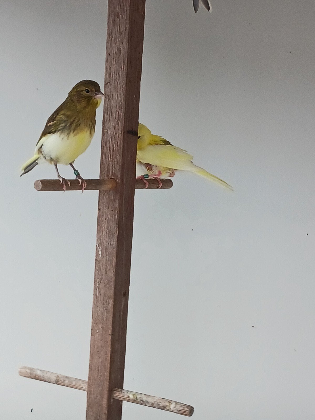 6 jonge kanaries 2026, Dieren en Toebehoren, Vogels | Kanaries, Geslacht onbekend, Kleurkanarie