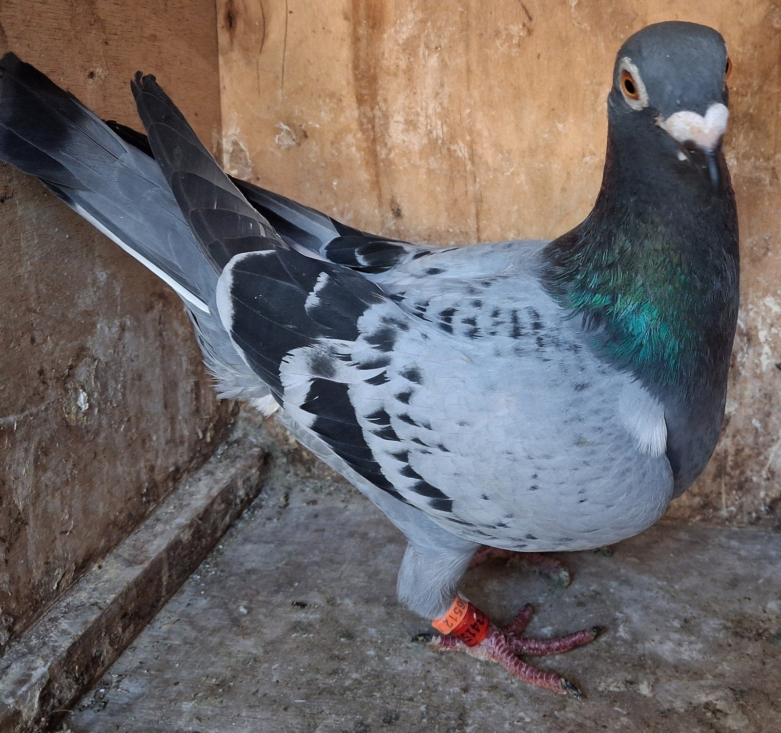 Postduif duivin, Dieren en Toebehoren, Vogels | Duiven, Vrouwelijk, Postduif