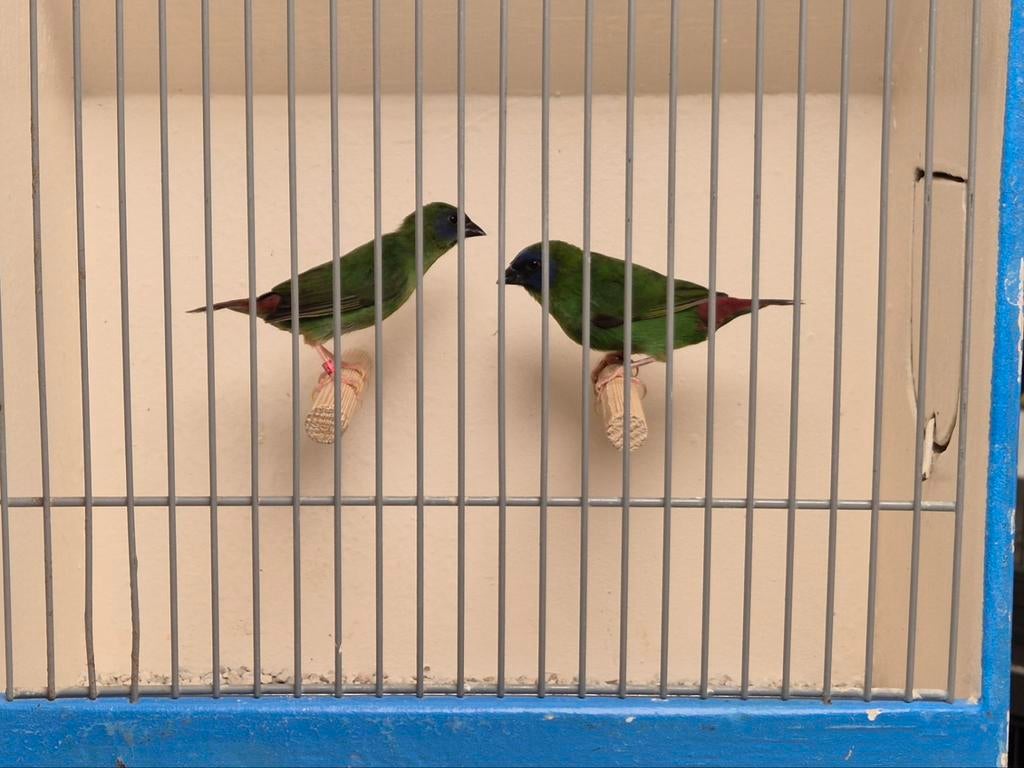 koppel driekleur papegaai amadines, Dieren en Toebehoren, Vogels | Overige Vogels, Mannelijk