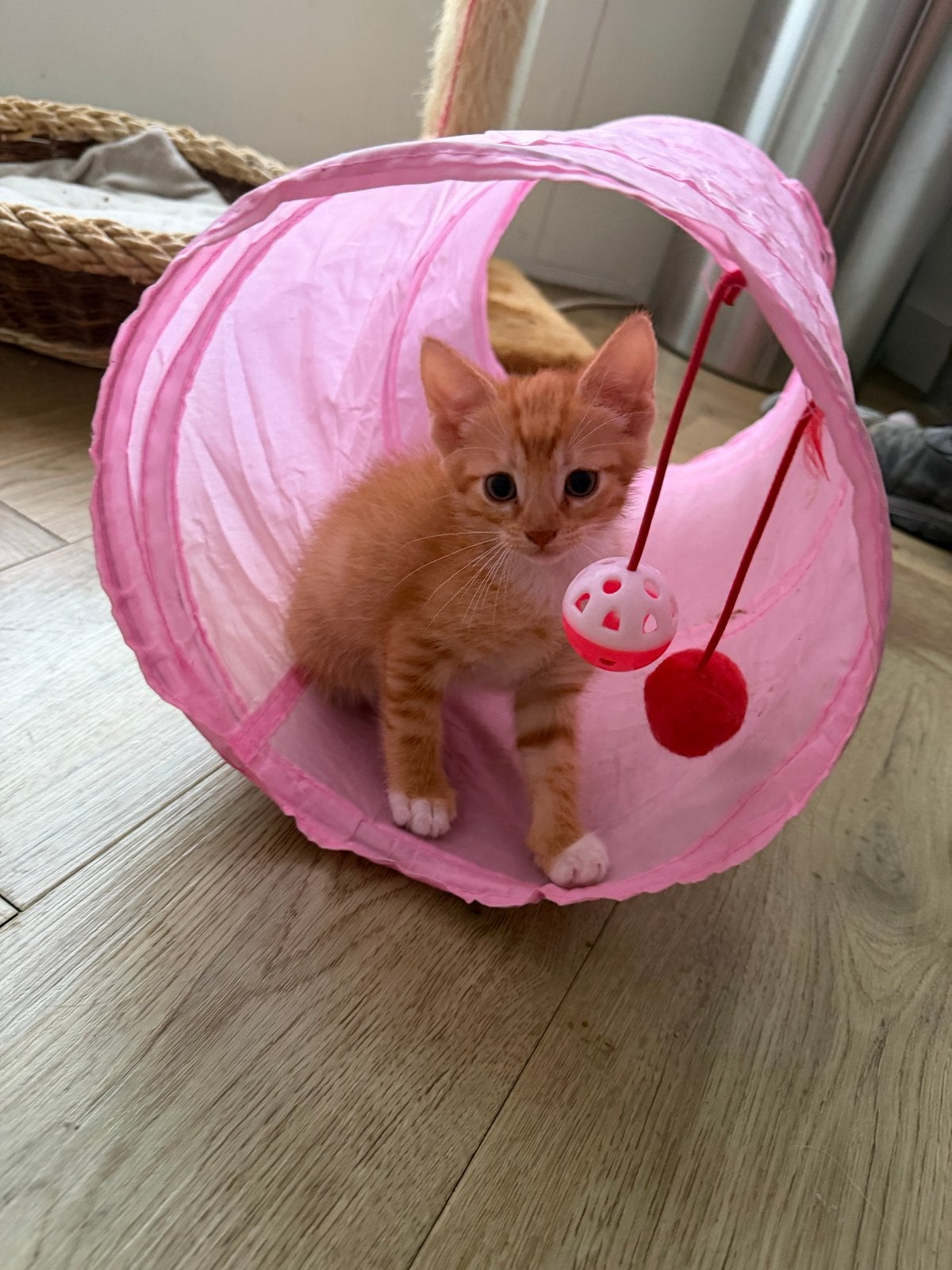 Lieve kitten, Geslacht onbekend