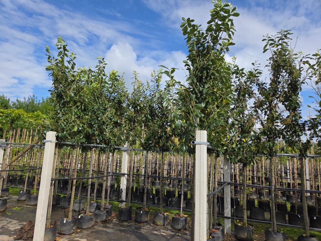 Prachtige Solitaire Laurier 'Novita' bomen in zak | Wintergr, Tuin en Terras, Planten | Bomen, Ophalen