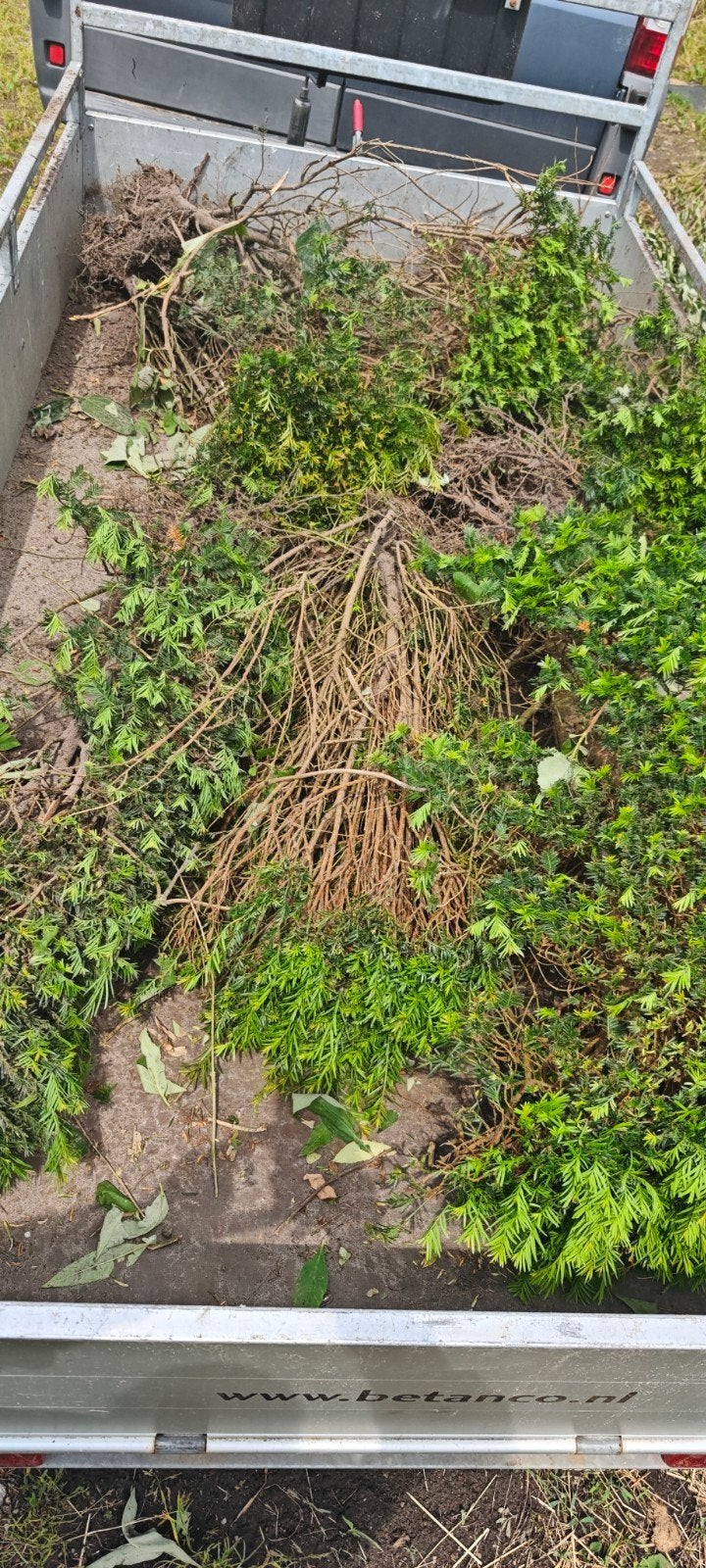 Taxus struiken - Ideaal voor haag of solitaire aanplant, Vaste plant, Bloeit niet, Halfschaduw, Ophalen
