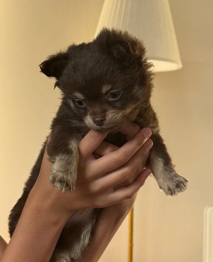 Mini chihuhua reutje zoekt gouden mand, Dieren en Toebehoren, Honden | Chihuahua's en Gezelschapshonden, België, Particulier, Reu
