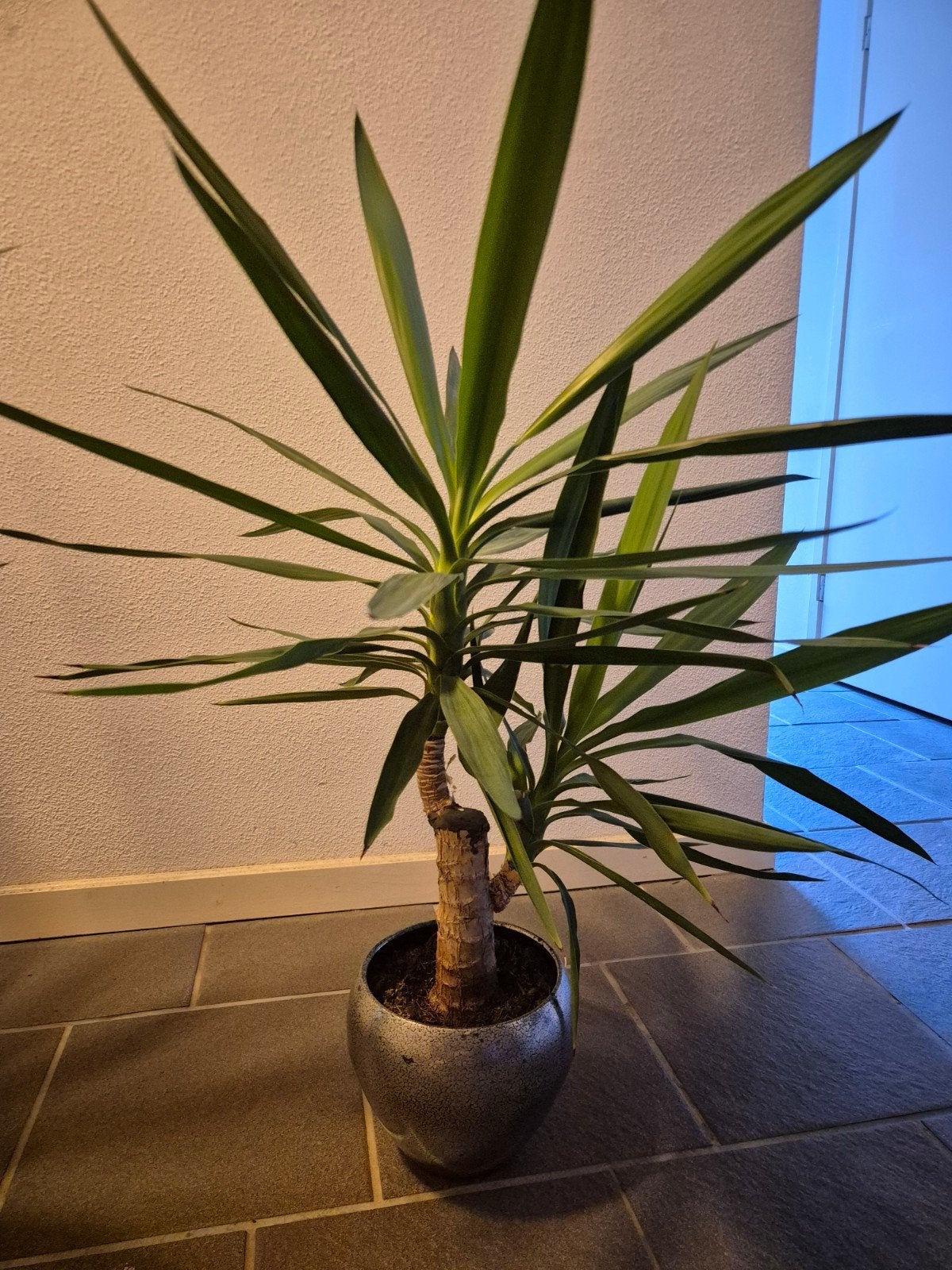 2 stuks kamerplant met pot, Groene kamerplant, Ophalen, In pot, Minder dan 100 cm