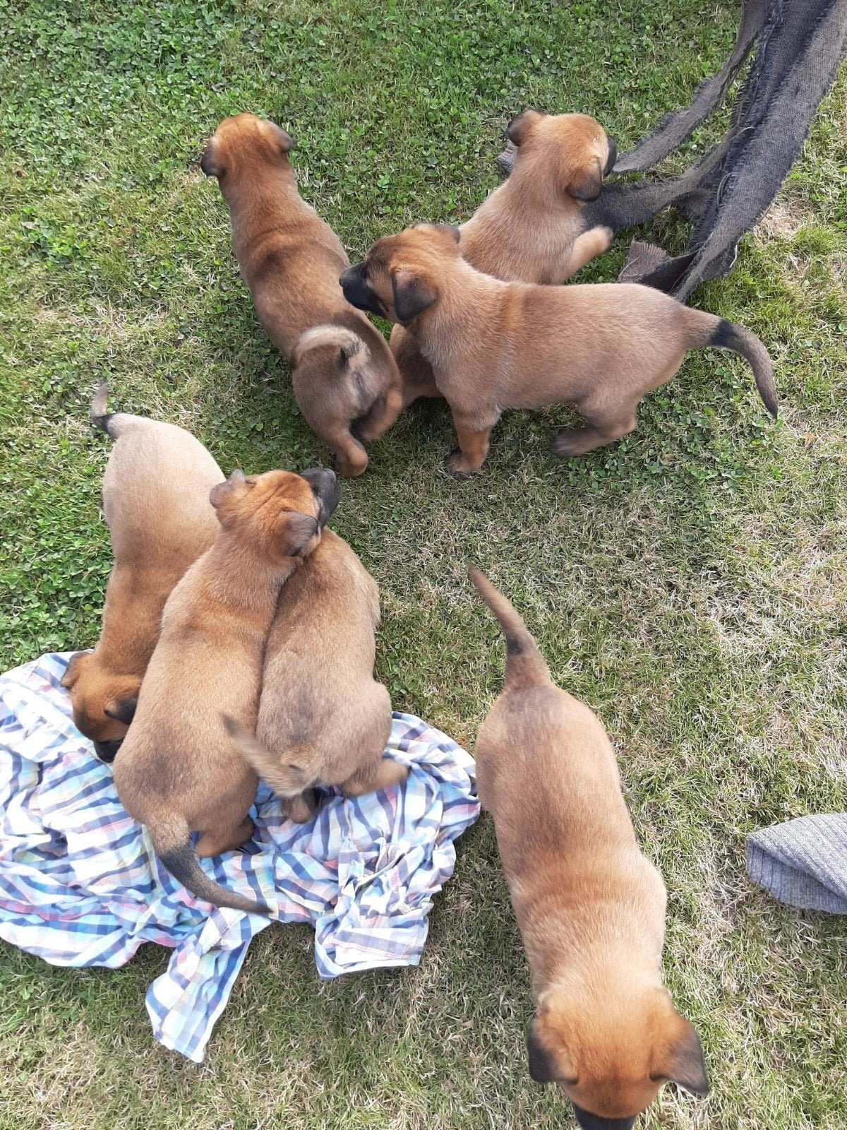Mechelse herder pup, België, Standaard, Fokker | Hobbymatig, 8 tot 15 weken