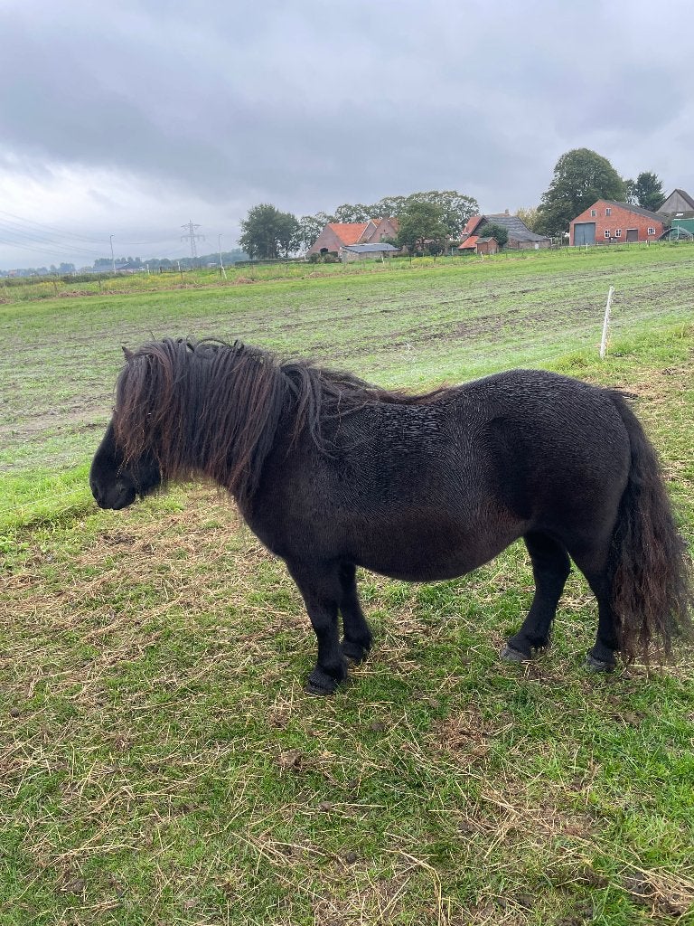 Aangeboden shetlandpony, Merrie, A pony (tot 1.17m), Met stamboom, 11 jaar of ouder