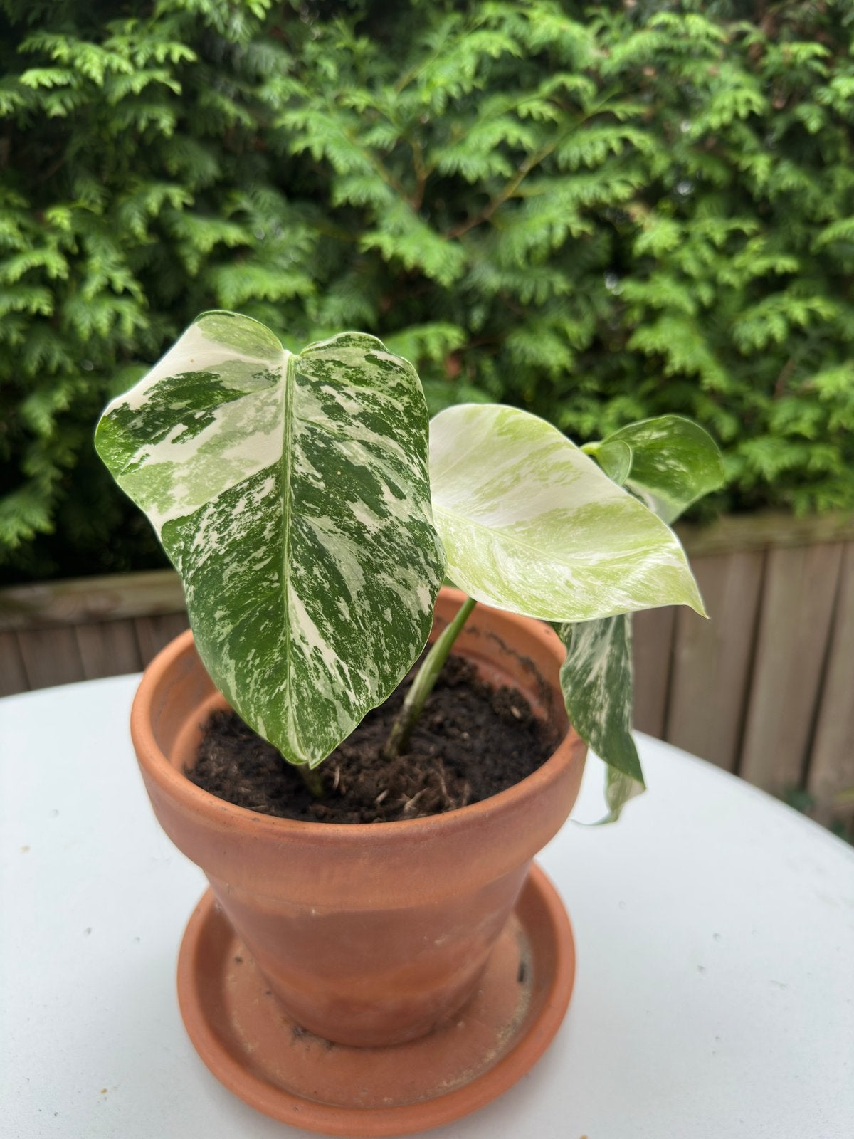 Bijzonder mooie Monstera stekje - Variegata, Vaste plant, Bloeit niet, Halfschaduw, Ophalen