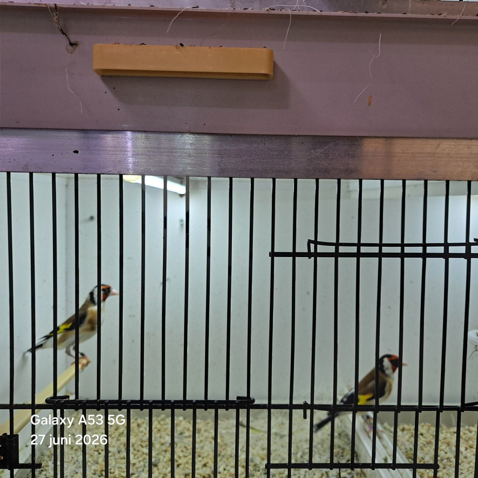 Majoorputters (met gebreken:), Dieren en Toebehoren, Vogels | Kanaries, Meerdere dieren, Kleurkanarie