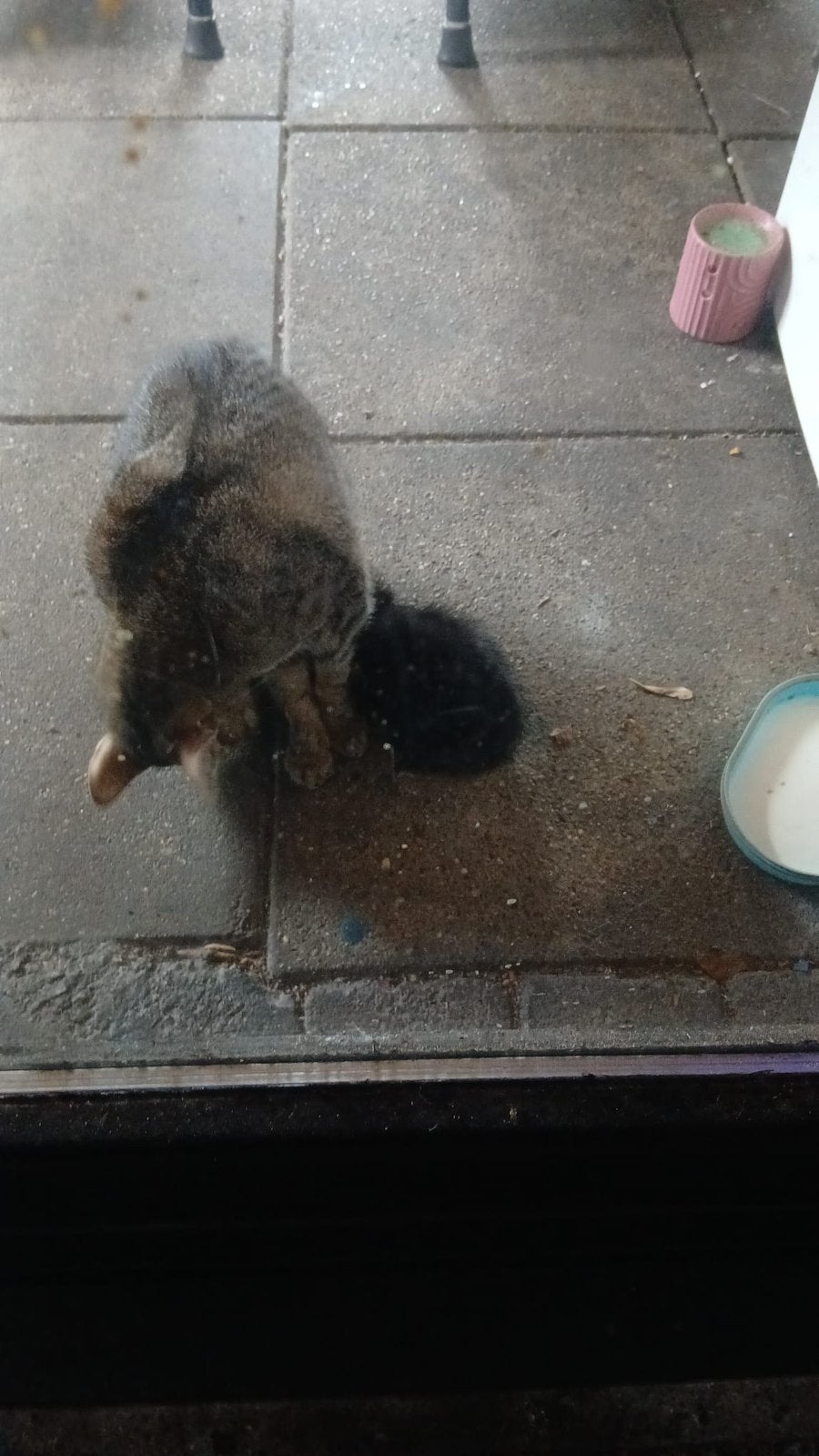 2 kittens, Meerdere dieren, Langharig, 0 tot 2 jaar