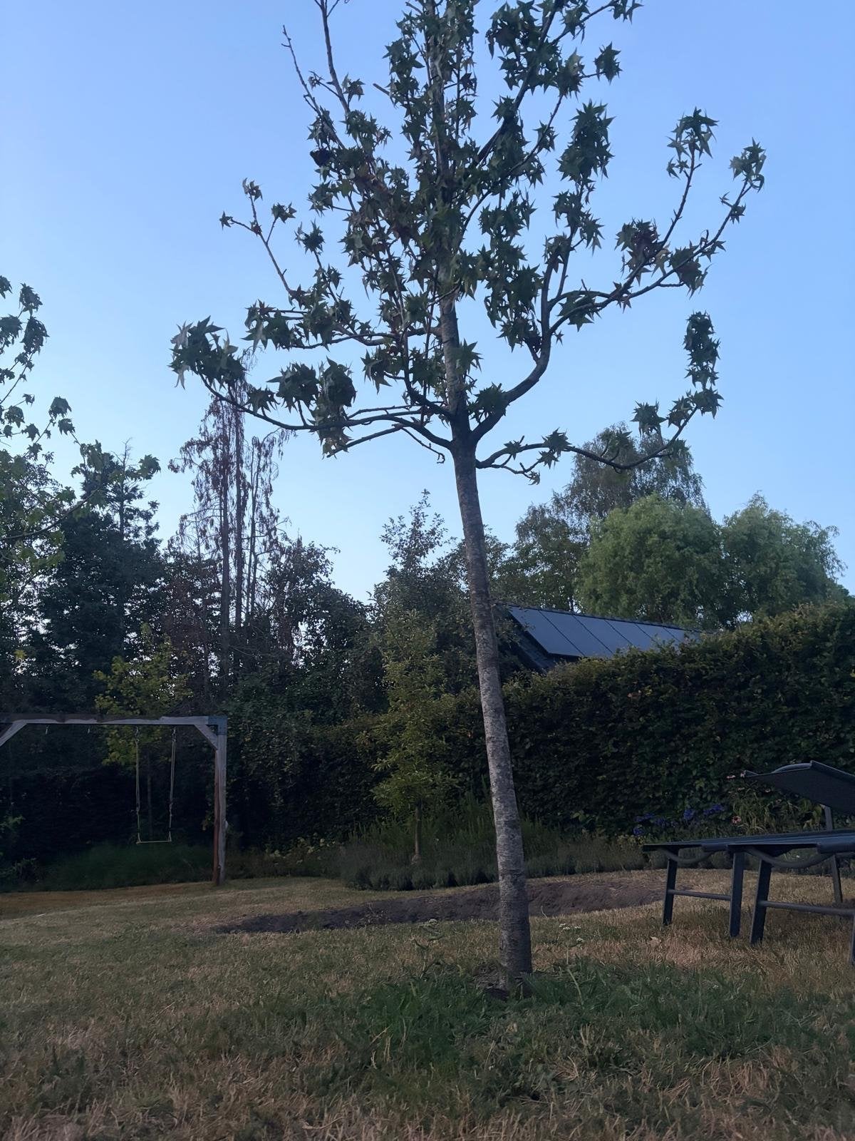 Diverse jonge bomen voor uw tuin, Tuin en Terras, Planten | Bomen, Bloeit niet, Overige soorten, 250 tot 400 cm, Ophalen