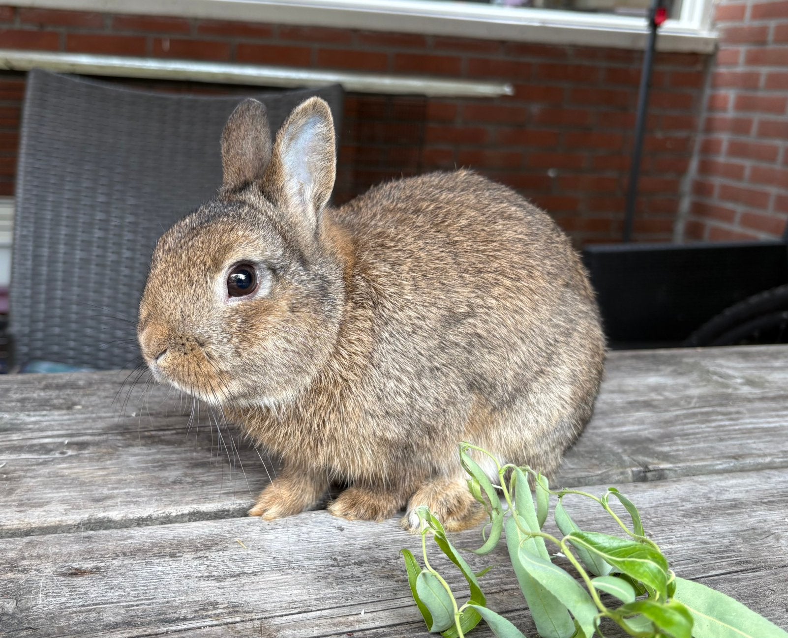 Kleurdwerg rammetje 6 mnd oud, Dieren en Toebehoren, Konijnen, Mannelijk, Dwerg