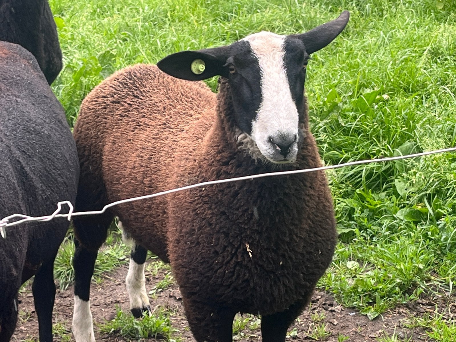 Ram lam zwartbles, Mannelijk, Schaap