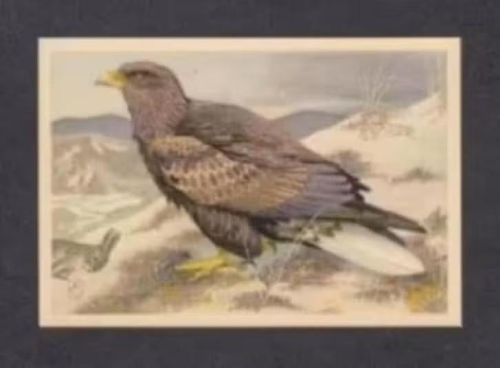 Roofvogel Zeearend (12)., Ophalen of Verzenden, 1960 tot 1980, Vogel