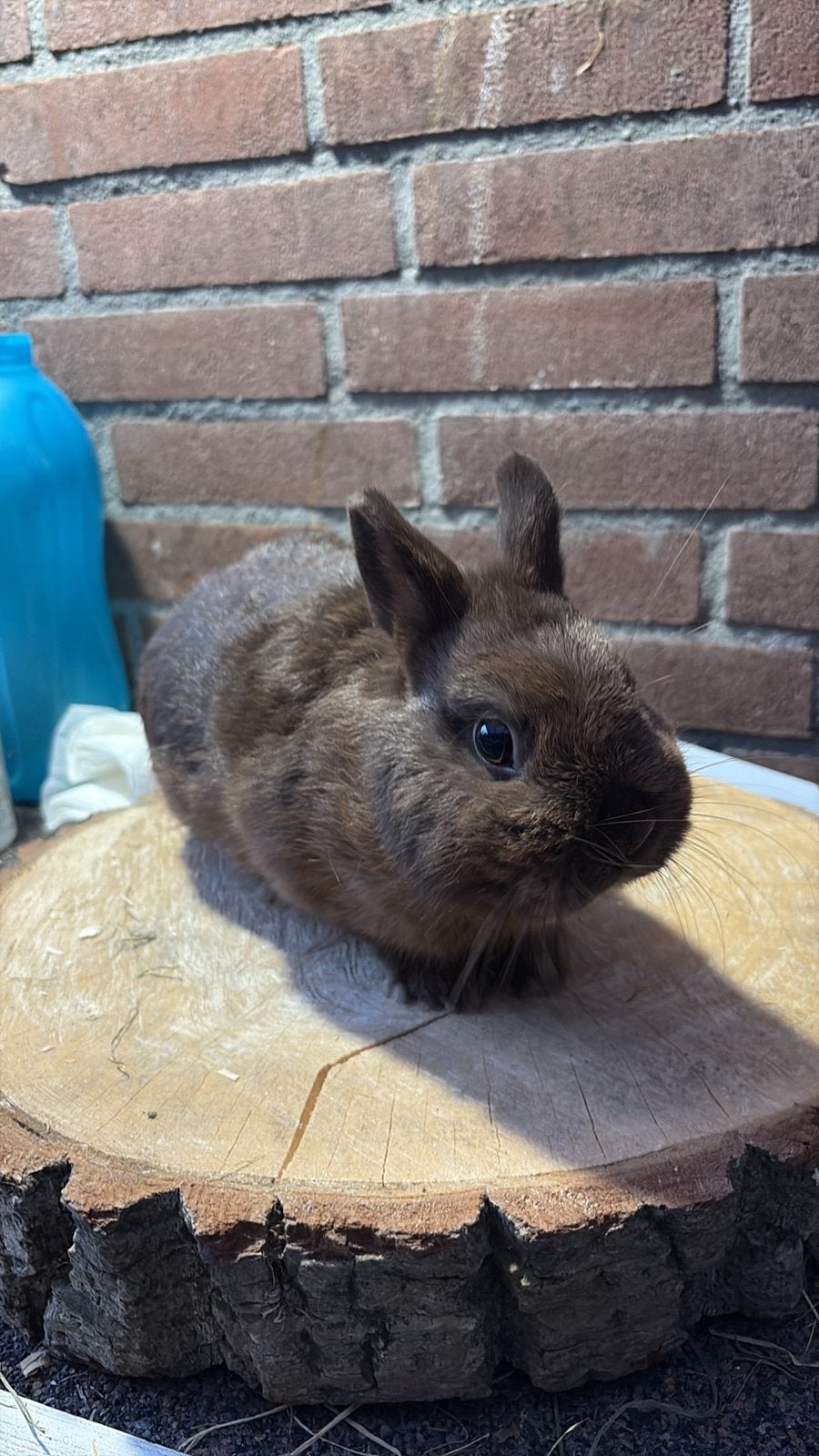 Chocolade bruin voedster gezocht, Dieren en Toebehoren, Konijnen, Vrouwelijk