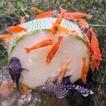 Neocaridina heteropoda, Vis