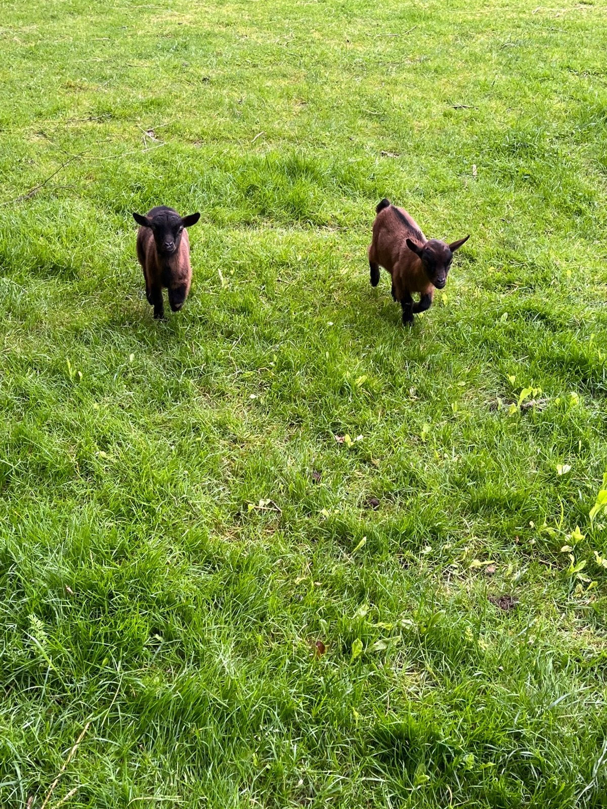2 dwerggeit lammetjes, Dieren en Toebehoren, Meerdere dieren, Geit
