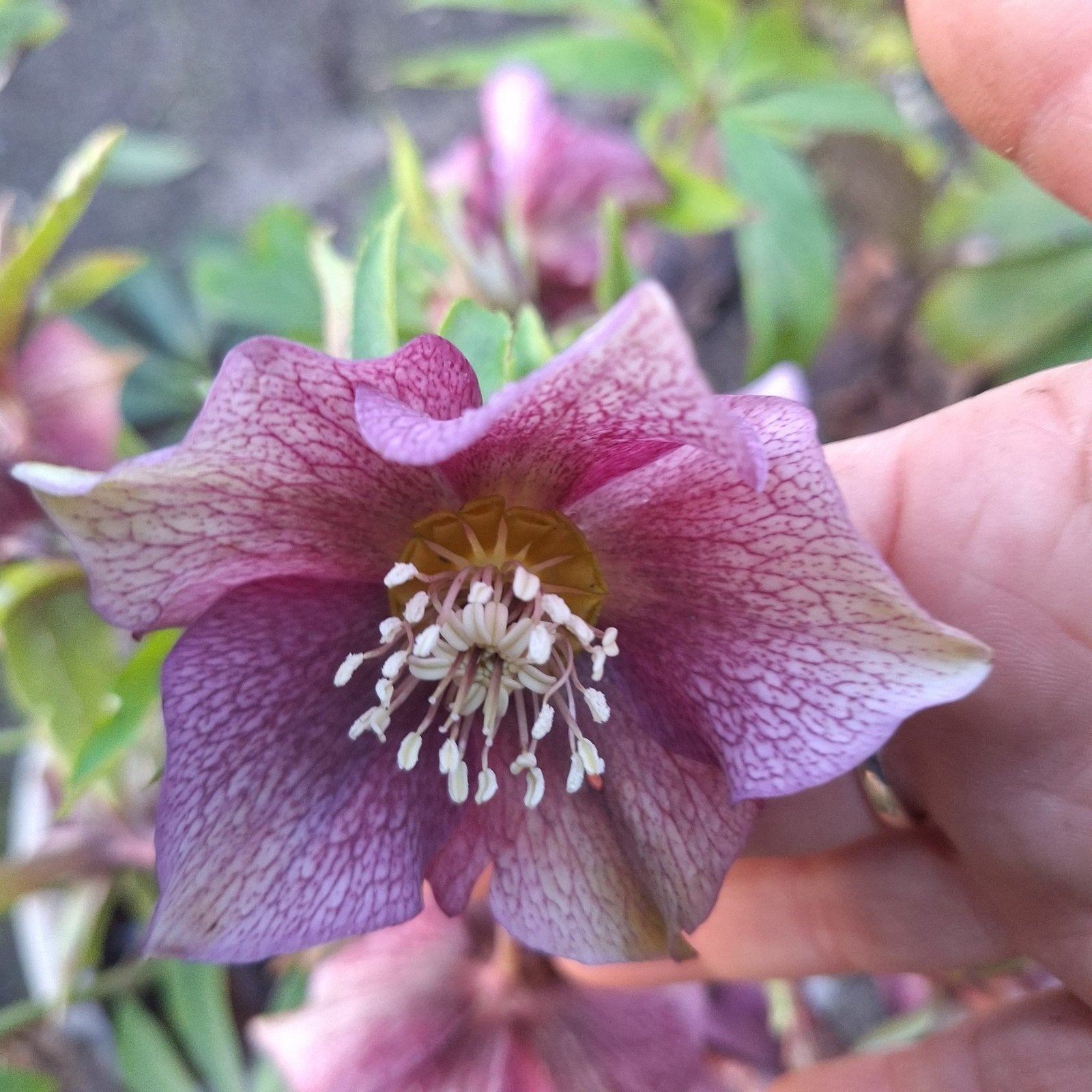 Mooie grote helleborus, vaste planten, Overige soorten, Vaste plant, Ophalen of Verzenden, Halfschaduw