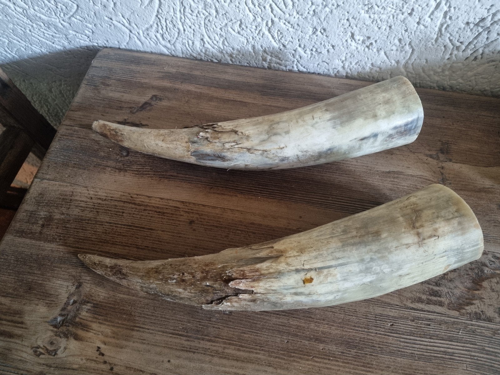 Te koop koehoorns decoratie, Ophalen