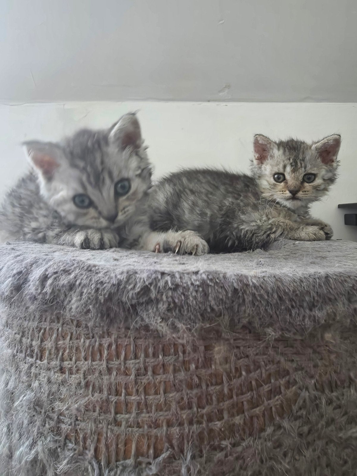 2 prachtige kittens zoeken gouden mandje, Dieren en Toebehoren, Poes, Ontwormd, 0 tot 2 jaar