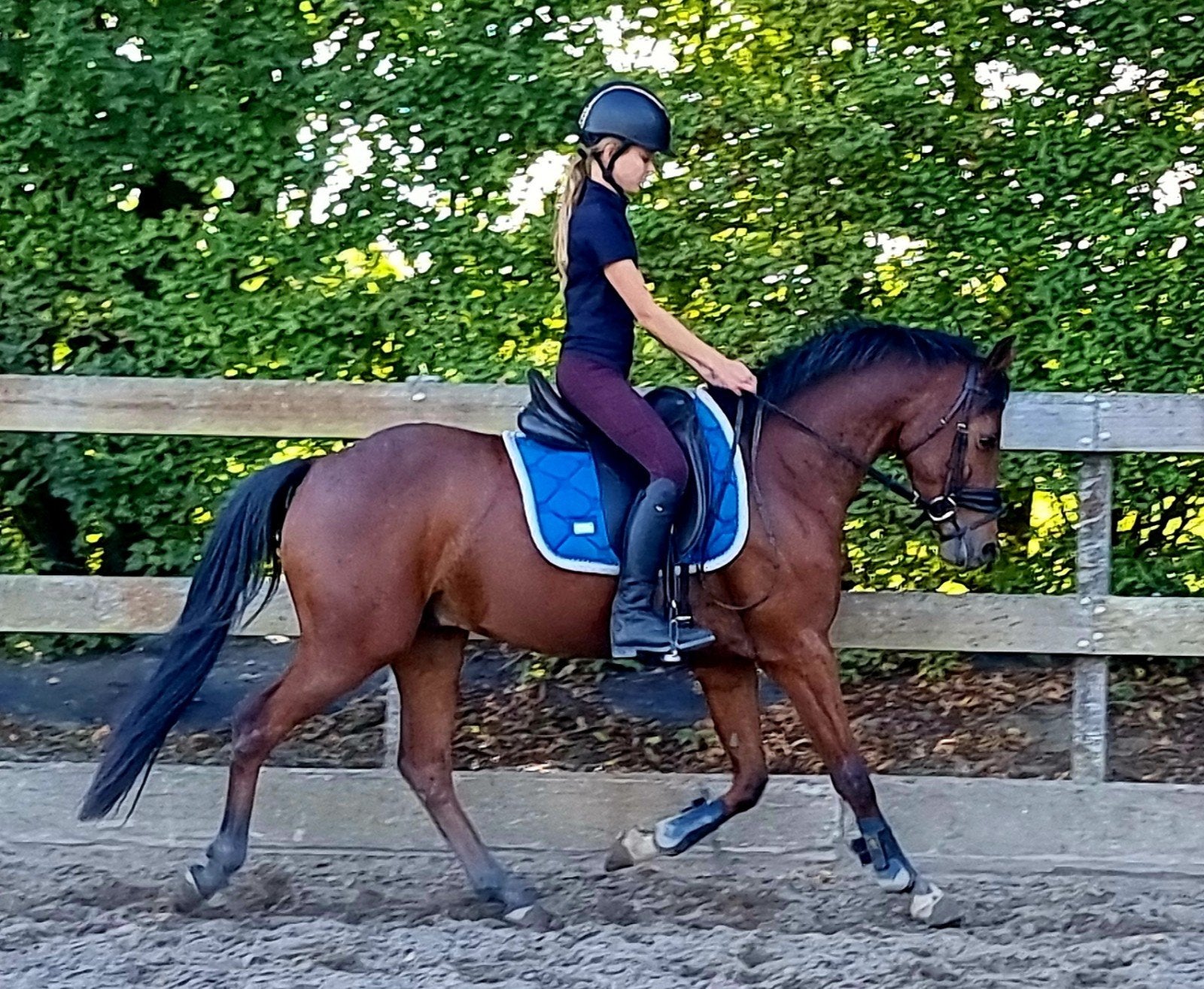 Knappe grote gereden D pony ruin..!, Ruin, 3 tot 6 jaar