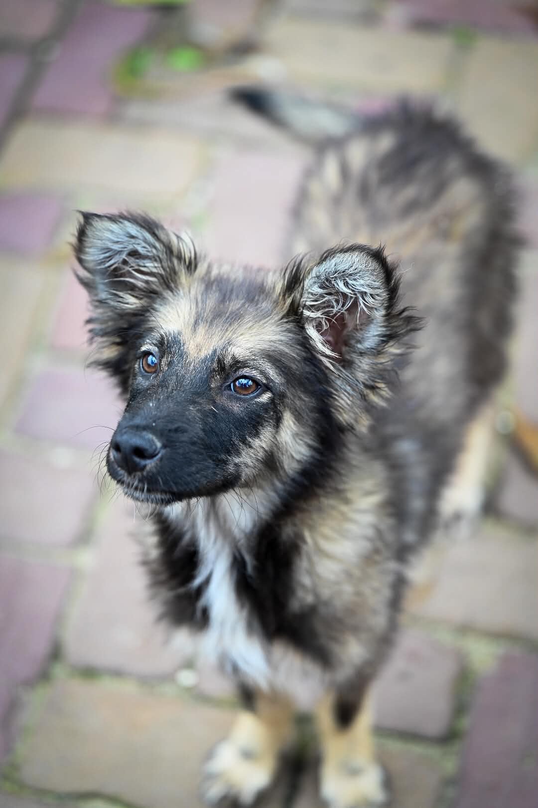 Langhaar herder pup teefjes 4 maanden, Dieren en Toebehoren, Particulier, 15 weken tot 1 jaar, Buitenland, Teef