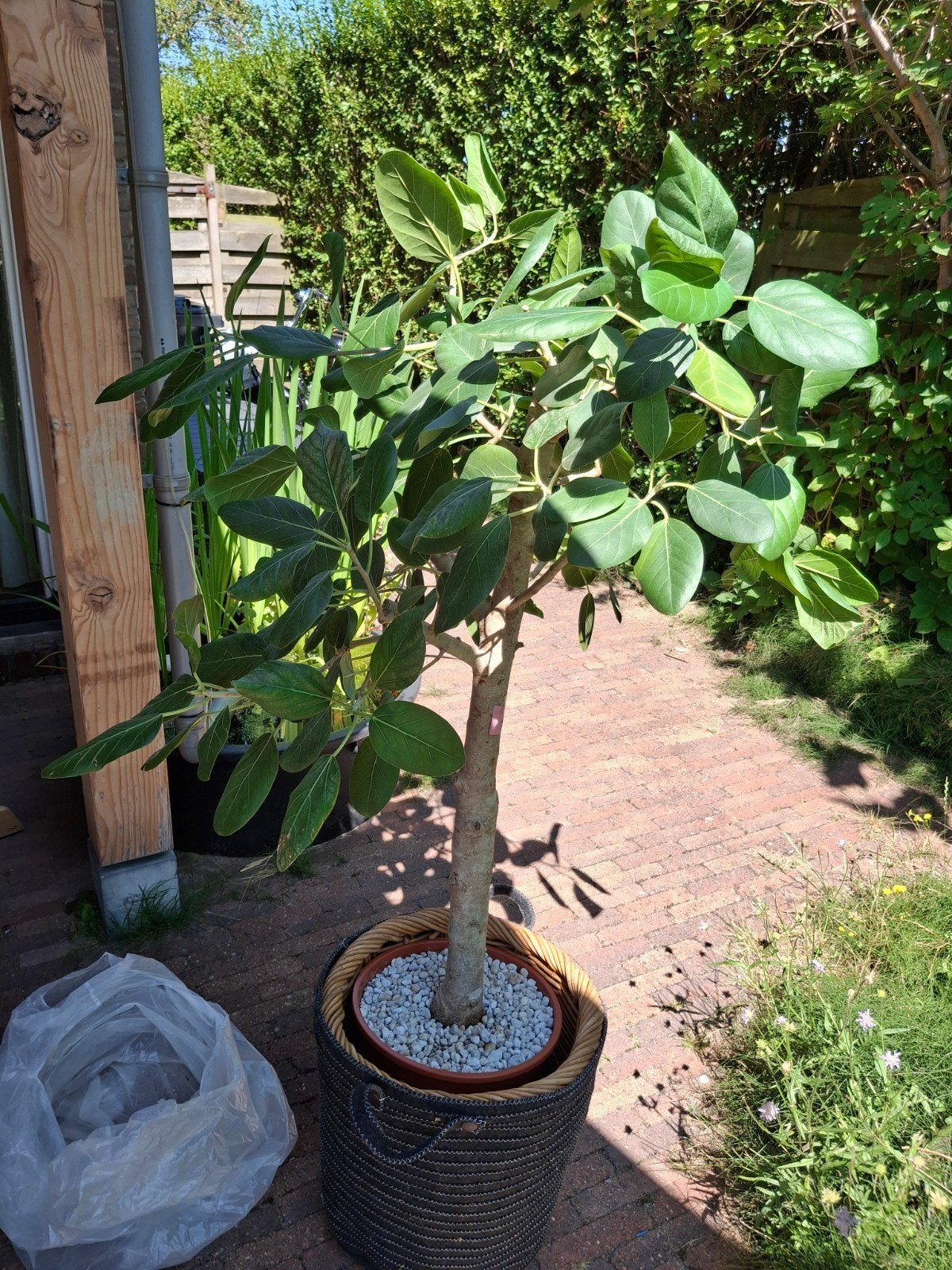ficus audrey, Ophalen, Bloeit niet, Volle zon, Overige soorten