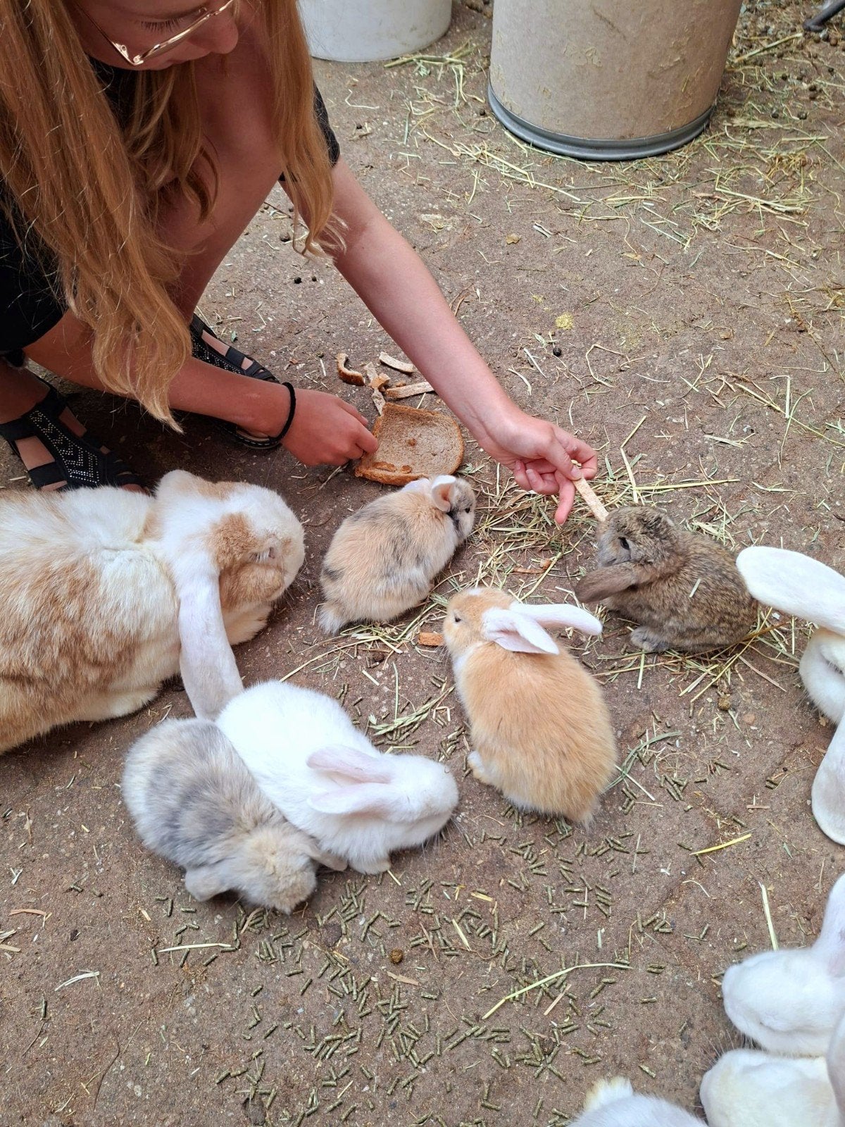 Konijnen dwerghanghoor en franse hangoor, Dieren en Toebehoren, Konijnen, Meerdere dieren, Groot, Hangoor, 0 tot 2 jaar