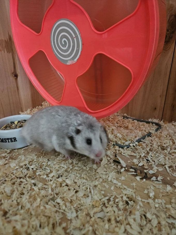 Dunker zoekt een huisje! (Goudhamster), December, Vrouwelijk, Hamster
