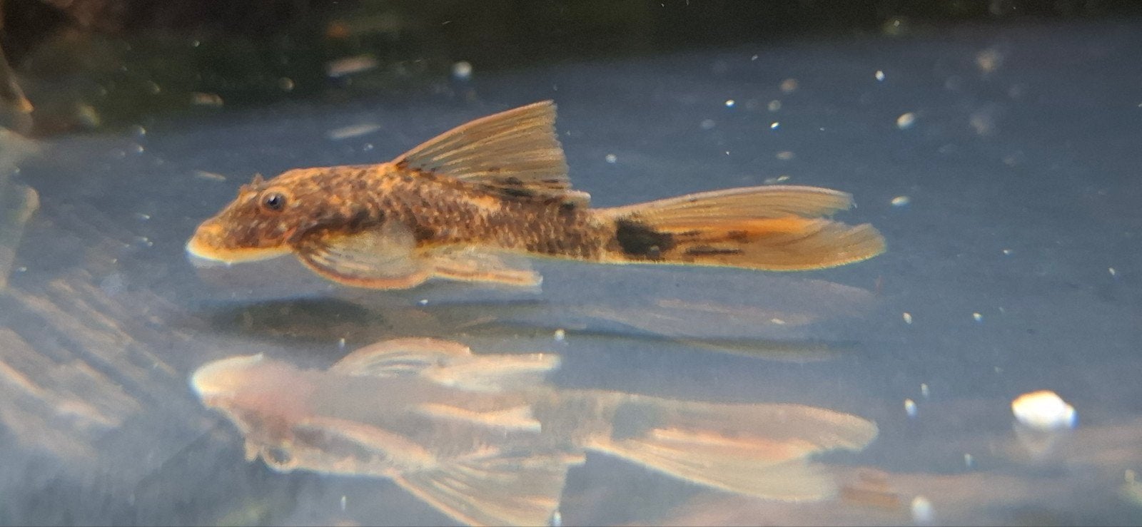 LDA16 Longfin ancistrus pleco / algeneter

Mooie en moeilijk, Vis, Zoetwatervis